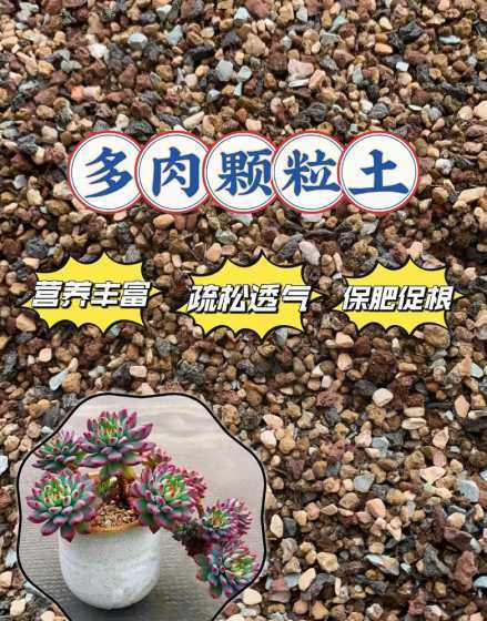 多肉什么时候换土合适 多肉每年都要换土吗