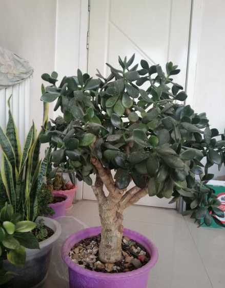 盆栽四季青花怎么养殖 万年青的养殖方法和注意事项 盆栽万年青怎么养