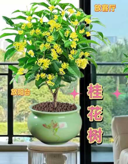 私家花园养什么植物好 私家院子种什么树好