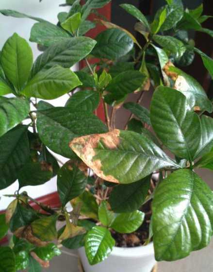 栀子花落叶是怎么回事 家里栀子花落叶落花是什么原因呢