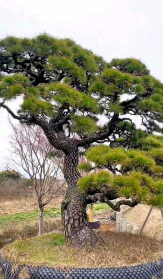 2米高黑松多少钱一棵 20公分黑松价格多少钱一棵