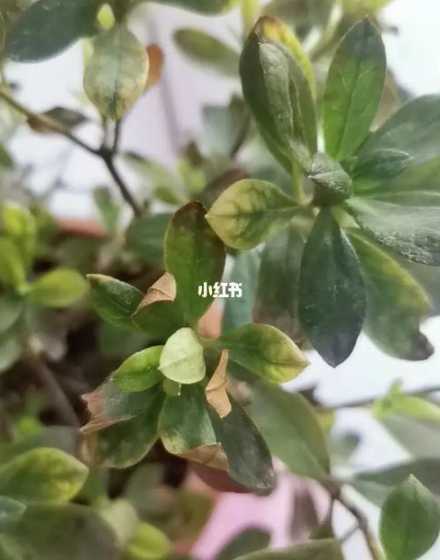 杜鹃叶子发红怎么处理 杜鹃花的叶子为何发红