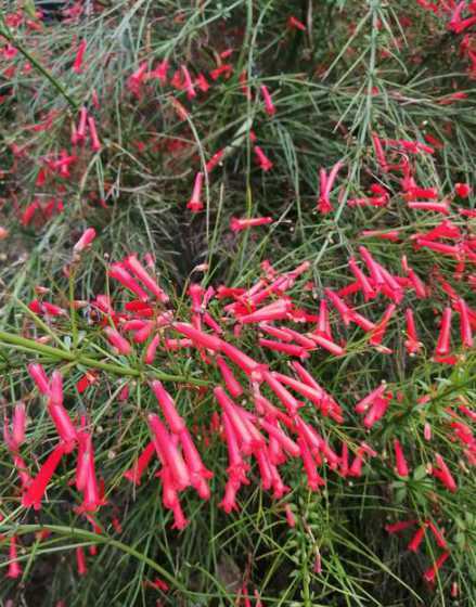 什么植物开的花像爆竹 一串红是什么花