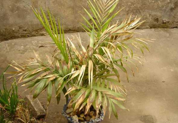 凤尾竹叶子干枯怎么办 凤尾竹叶子干怎么办