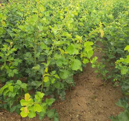 什么时节种山楂小树苗 山楂树什么时候种植