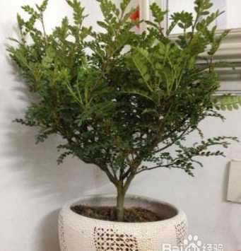 清香木怎么扦插生根快 清香木扦插的正确方法