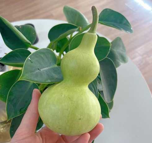 葫芦怎么处理才能变黄 葫芦怎么会变黄葫芦怎么快速变黄