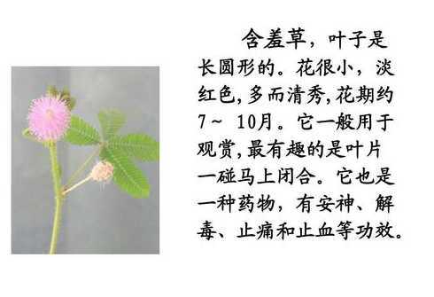 含羞草的特点及为什么 含羞草的特征和特点