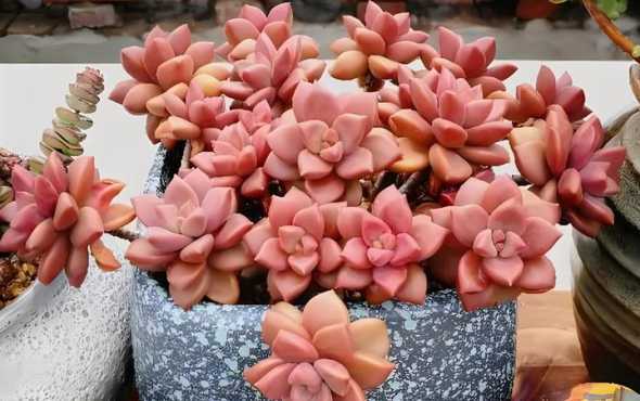 多肉植物姬胧月怎么养 姬胧月怎么养