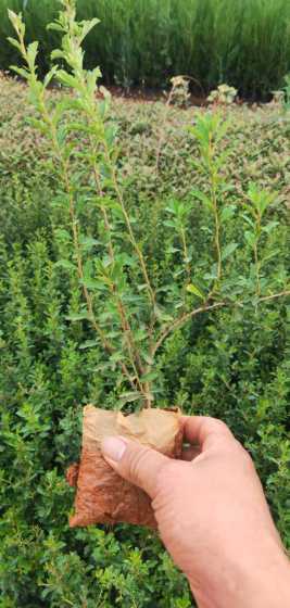 火棘苗种植间距是多少 火棘扦插育苗最佳季节是什么时候