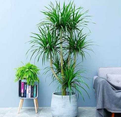 在家适合养什么植物呢 最适合室内养的十种植物有什么