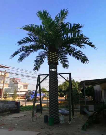 海藻树4米多少钱一颗 海藻树在室内怎么管呀