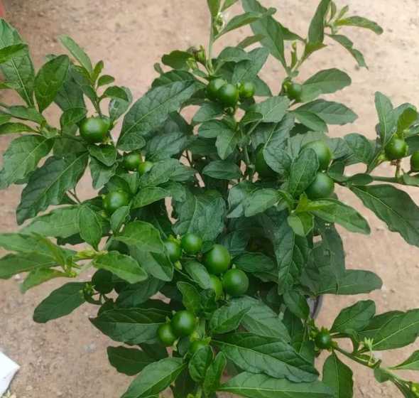 珊瑚樱桃冬天怎么管理 怎么选择植物特殊用途