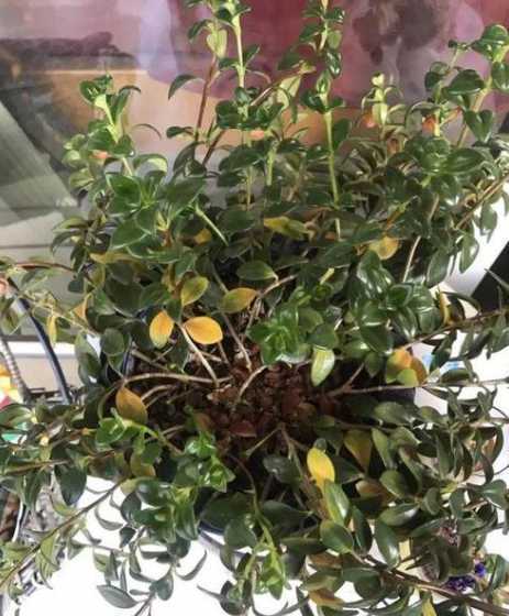 金鱼吊兰为什么会黄叶 金鱼吊兰黄叶掉叶子是什么原因