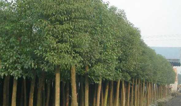 香樟树种植间距多少好 香樟种植间距是多少