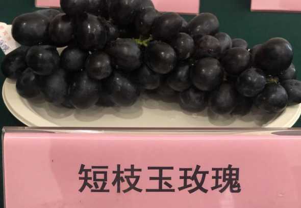 未来五年什么水果最贵 未来做什么挣钱