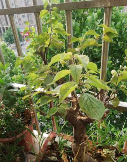 梅花现在为什么会落叶 我种的梅花会落叶是什么原因