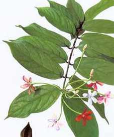 使君子为什么叫使君子 使君子是什么