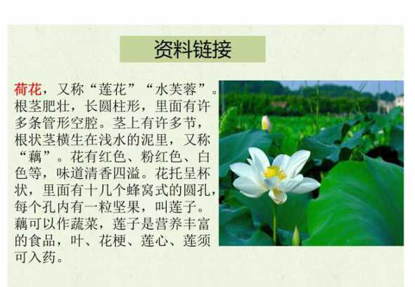 荷花的特点有什么不同 荷花有什么特点