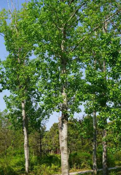 白杨毛一年在什么时候 白杨树什么时候发芽