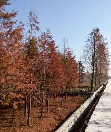 行道树树池种什么植物 道路旁种什么树最好