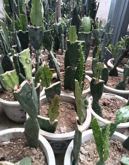 什么花可以嫁接令箭上 没有生根的仙人掌嫁接令箭荷花可以吗