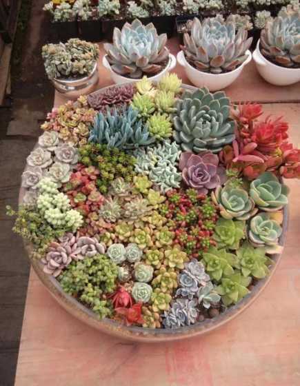 多肉叶片繁殖怎么摆放 多肉剪下来的花剑怎么繁殖