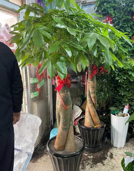 家里养什么植物易发财 家里养什么植物最旺财