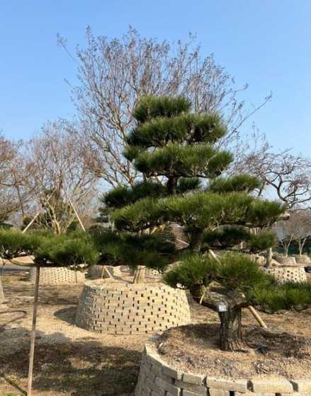 黑松15米高多少钱 松树苗的价格现在涨到多少了