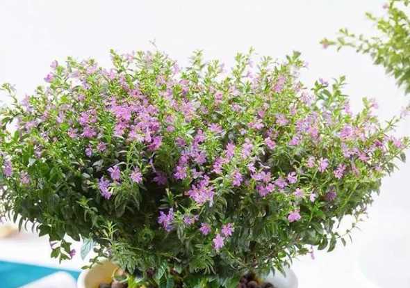 满天星放水养会怎么样 养满天星要放水吗,养殖时需要水干花不用