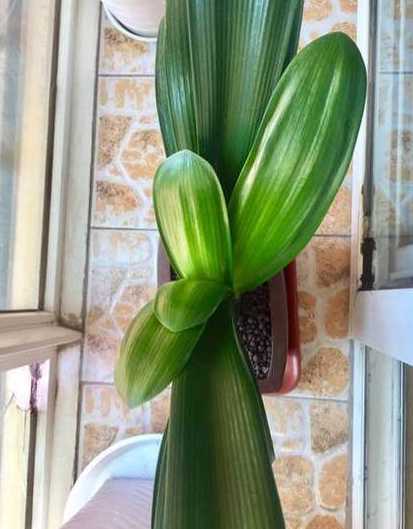 君子兰长歪了怎么办弄 君子兰长歪了怎么办