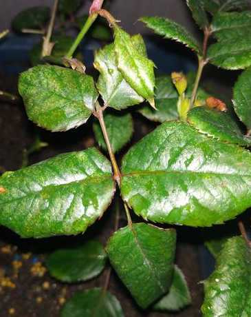 花的叶子为什么卷起来 花叶子卷怎么办