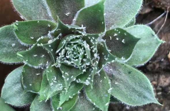 介壳虫会把叶子怎么样 花上出现了很多白色小虫子,要怎么办