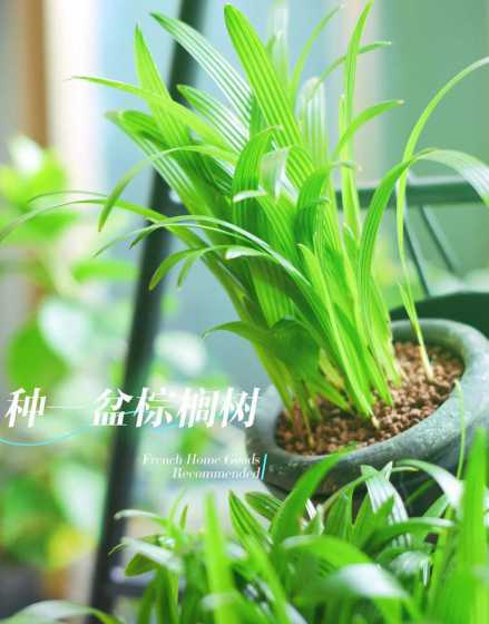 盆栽棕榈怎么养的油亮 盆栽棕榈怎么养护,盆栽棕榈的养护方法有哪些(图)