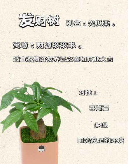 步步高发财树怎么养护 步步高发财树寓意