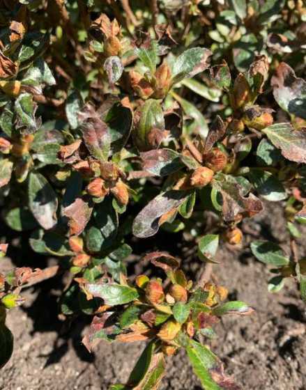 杜鹃开完花为什么落叶 杜鹃花为什么掉叶子