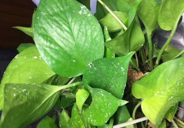 绿箩叶子白了是为什么 绿箩叶子发黄什么原因