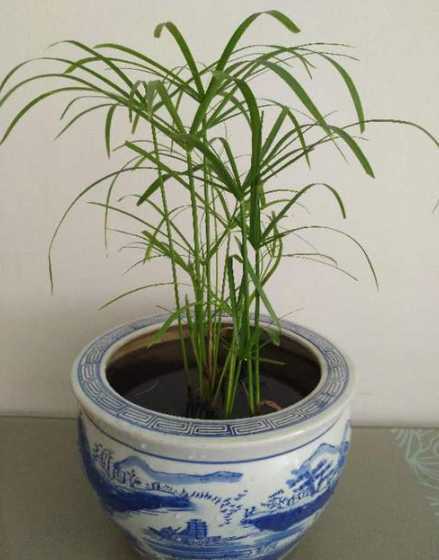 水竹怎么样才能容易活 水竹怎么养能容易活