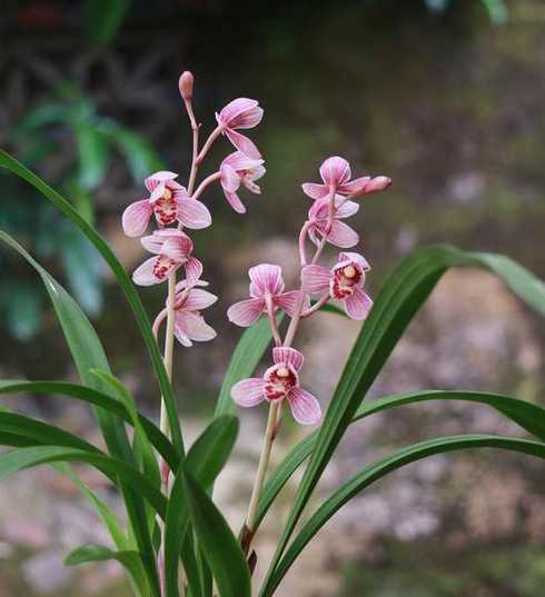 兰花在花中被称为什么 兰花被称为花中什么