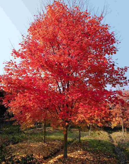 什么品种红枫都是红的 什么红枫一年四季都红