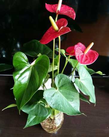 养花草的水怎么变绿色了 刚买回来的水草怎么养