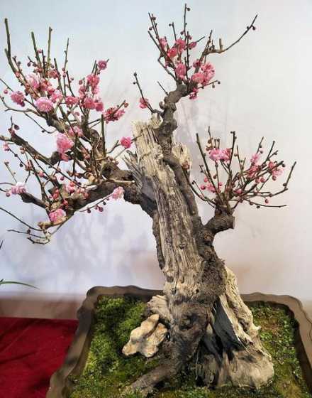 冬天盆栽桃花怎么养护 盆栽桃花的养护技巧 盆栽的桃花需要怎么保养