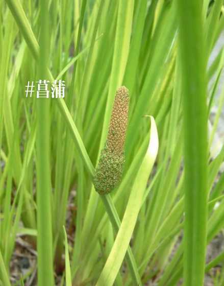 菖蒲为什么中间不长叶 石菖蒲真的一年四季不换老叶吗