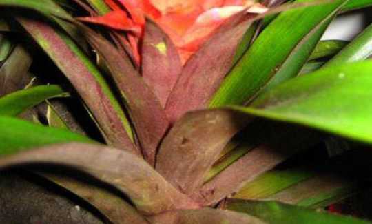 凤梨花叶子发黄怎么办 凤梨花叶片发黄怎么办