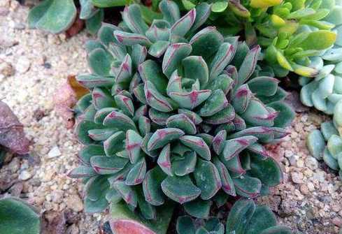 多肉丹尼尔夏天怎么养 多肉植物丹尼尔怎么养