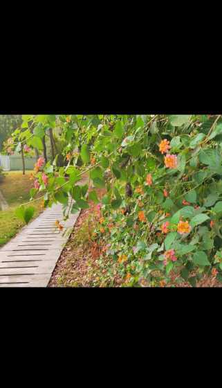 马缨丹为什么叫马缨丹 马缨丹和马缨丹的区别