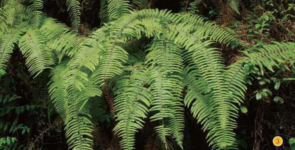 白色毛毛的植物叫什么 杨树上的毛毛叫什么