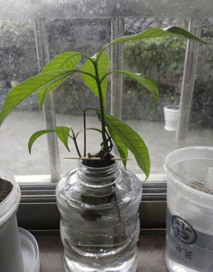 为什么水培植物长势强 水培花卉为什么养不好