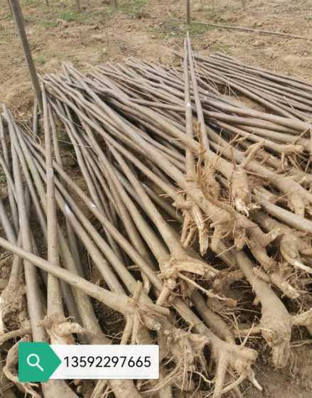 楸树树苗价格多少一棵 1亩地种130棵楸树树苗株距,行距是多少