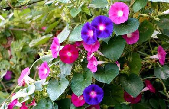 牵牛花会变成什么颜色 牵牛花变色的原因